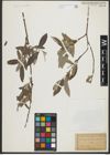Foto von Salix salviifolia Brot.